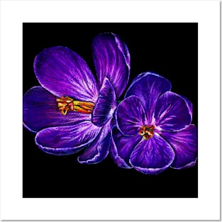 Pastel Crocuses Posters and Art